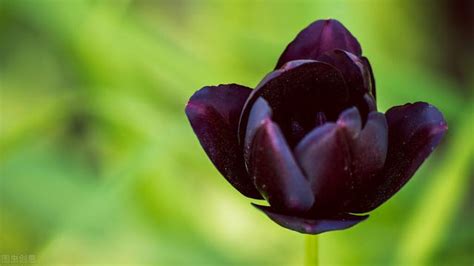 黑色鬱金香花語|鬱金香花語